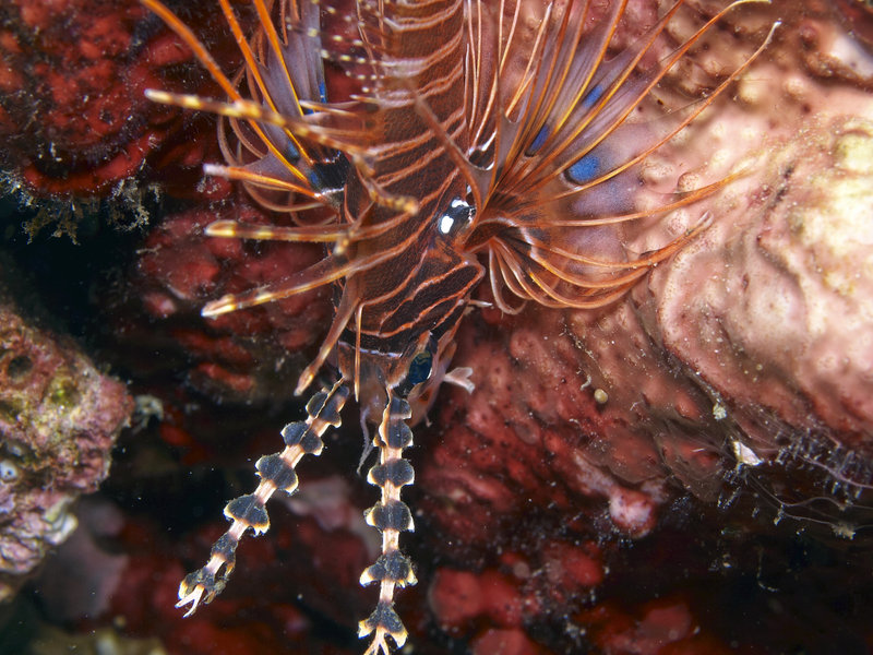 Lion Fish, Wreck Point